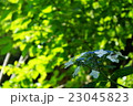 紫陽花　初夏　緑　 23045823