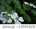 紫陽花　初夏　梅雨 23045824