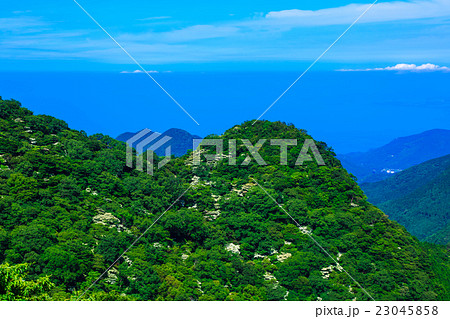 新緑の雲仙　ヤマボウシ 23045858