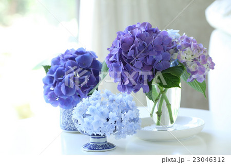リビングに置かれたアジサイの花 23046312
