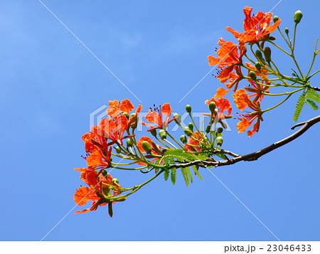 ホウオウボク ホウオウボク 23046433