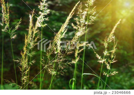 Inflorescence of meadow grass on sun 23046666