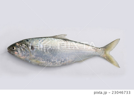 コノシロ25cm 23046733