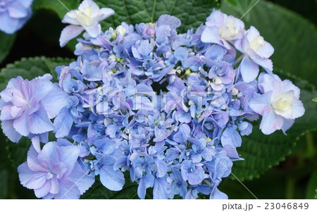 紫陽花　03 23046849