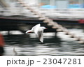 滑空するカモメ 23047281