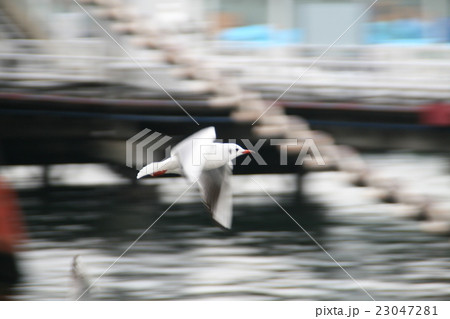 滑空するカモメ 滑空するカモメ 23047281