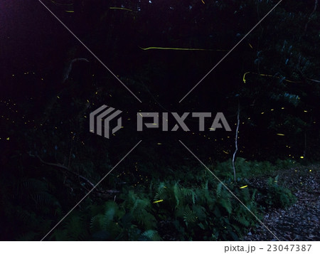 奄美大島のホタル 23047387