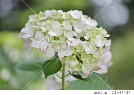 紫陽花 23047434