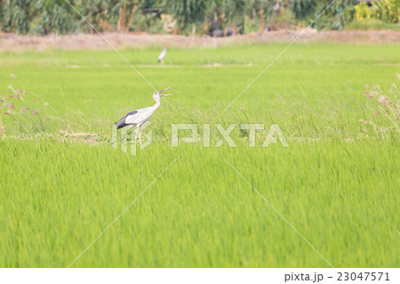 Asian Openbill standing in the rice field Asian Openbill standing in the rice field 23047571