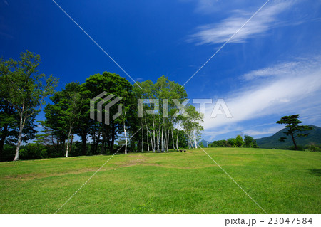 蒜山 白樺の丘 夏の写真素材