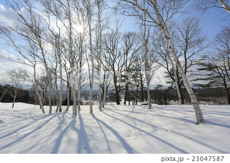 蒜山 白樺の丘 冬の写真素材