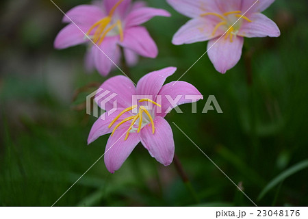 サフランモドキ 23048176