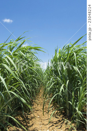 さとうきび畑 さとうきび畑 23048214