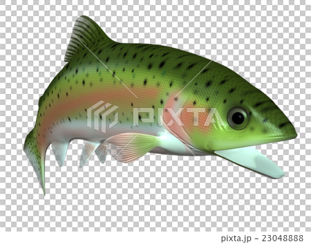 Trout 23048888