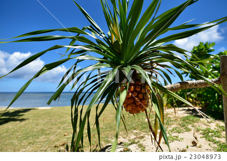 アダンの実 23048973