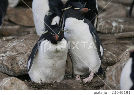 イワトビペンギン 求愛 鳥類の写真素材