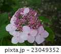 ピンクの額紫陽花 23049352