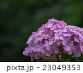 ピンクの紫陽花 23049353