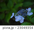 ブルーの額紫陽花 23049354