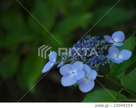 ブルーの額紫陽花 23049354