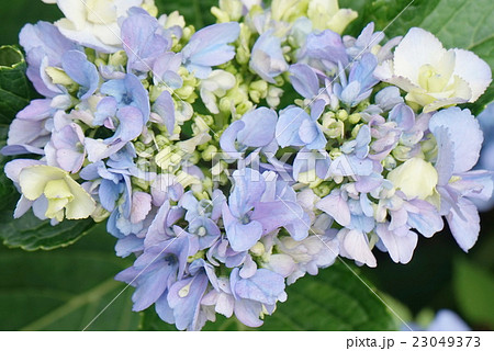 紫陽花 04 紫陽花 04 23049373