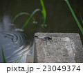水辺のトンボ 23049374