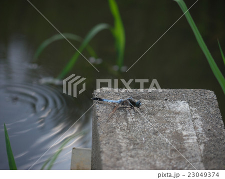 水辺のトンボ 23049374