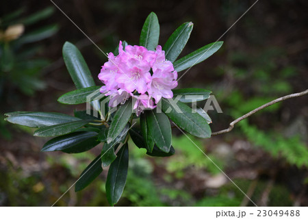 しゃくなげ（徳島県神山町） 23049488