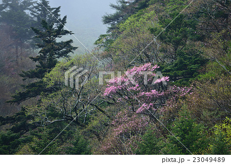 あけぼのつつじ（愛媛県西条瓶ヶ森林道） 23049489