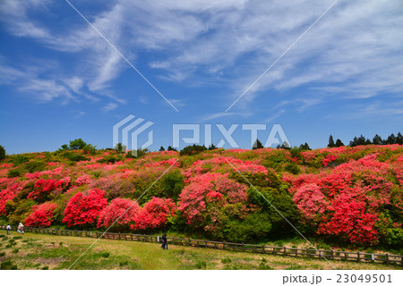 船窪公園オンツツジ群落(徳島県吉野川市高越山) 船窪公園オンツツジ群落(徳島県吉野川市高越山) 23049501