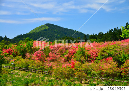 船窪公園オンツツジ群落と高越山（徳島県吉野川市高越山） 23049505