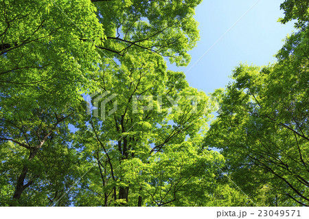 新緑・エコイメージ 23049571