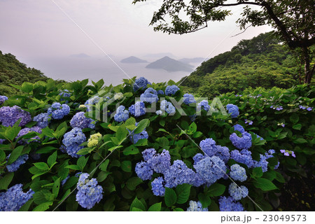 アジサイ咲く紫雲出山（香川県三豊市詫間町紫雲出山） 23049573