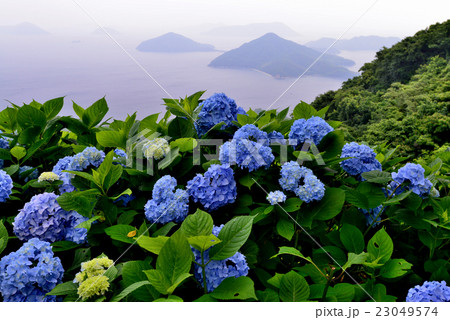 アジサイ咲く紫雲出山（香川県三豊市詫間町紫雲出山） 23049574