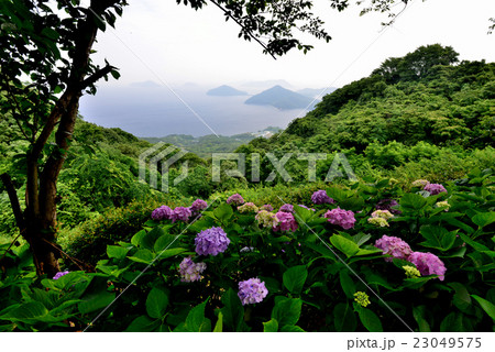 アジサイ咲く紫雲出山（香川県三豊市詫間町紫雲出山） 23049575