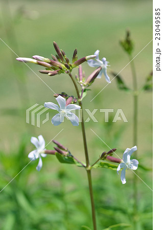 サボソウ サボソウ 23049585