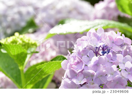 岡山県種松山公園の紫陽花 23049606