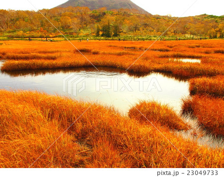 紅葉した水草が広がる北海道の神仙沼の写真素材