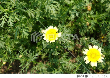 春菊の花 春菊の花 23050835