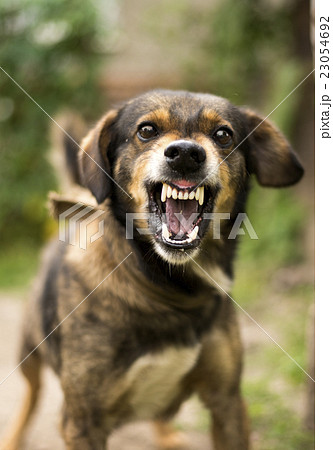 Aggressive angry dog 23054692