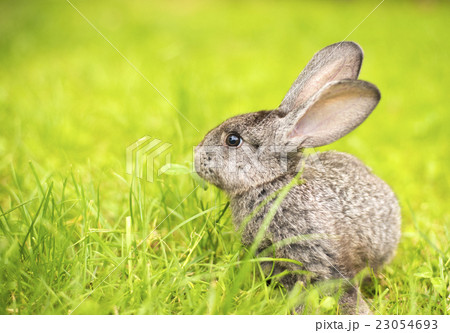 Grey rabbit in grass closeup 23054693