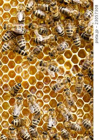 bees swarming on a honeycomb 23057308