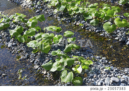 安曇野のわさび田 23057383