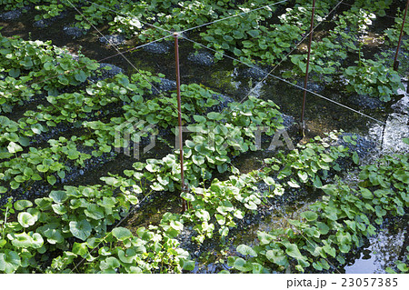 安曇野のわさび田 23057385