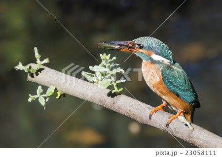 Common kingfisher (Alcedo atthis) 23058111