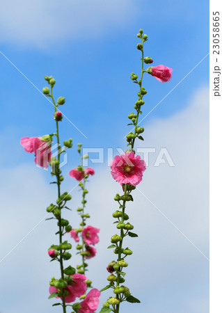 隅田川沿いの赤いタチアオイの花 隅田川沿いの赤いタチアオイの花 23058665