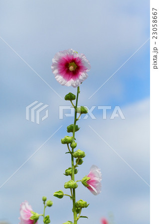 隅田川沿いの赤いタチアオイの花 隅田川沿いの赤いタチアオイの花 23058667