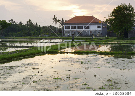 Rice ponds reflecting the sunset, Bali, Indonesia 23058684