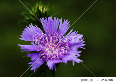 ストケシア 23058766