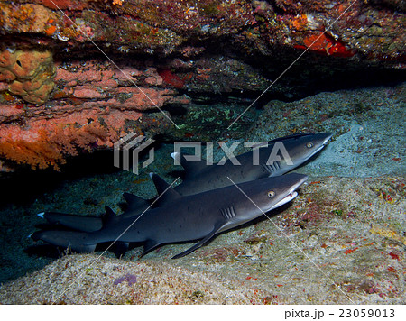 ネムリブカ 23059013